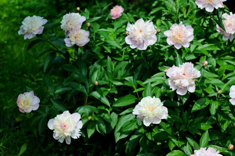 Piwonie to długowieczne byliny, które zostaną z nami nawet przez 50 lat