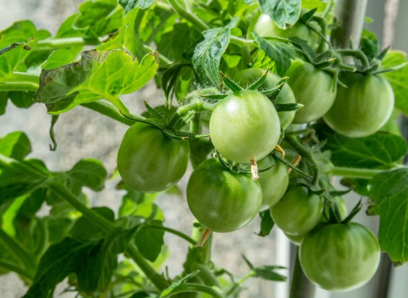 Nawóz z soczewicy warto stosować również w uprawie pomidorów.