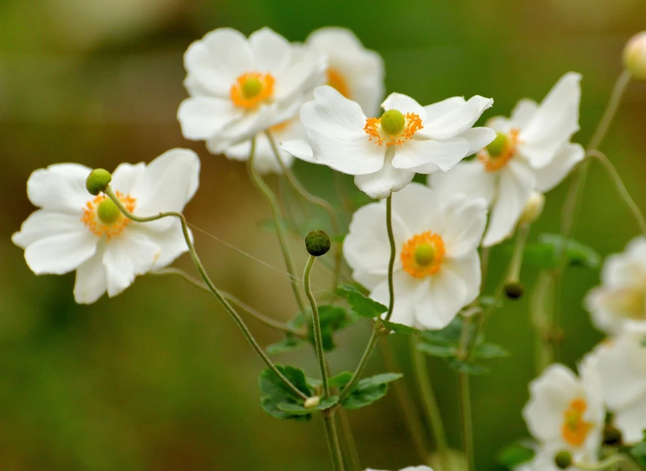 Zawilec chiński występuje w wielu odmianach barwnych – od bieli, przez róż, po fiolet i purpurę