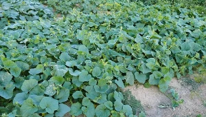 Po czym poznać, że ogórki są dojrzałe i gotowe do zbioru?