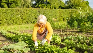 Jakie warzywa sieć do gruntu w sierpniu? Najważniejsze informacje