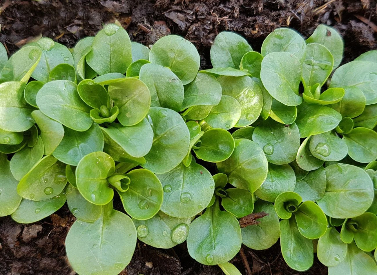 Chociaż wygląda na delikatną, roszponka bardzo dobrze znosi niskie temperatury.