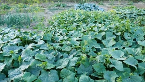 Mączniak potrafi zniszczyć uprawę ogórków. Można z nim walczyć, nie stosując chemii.