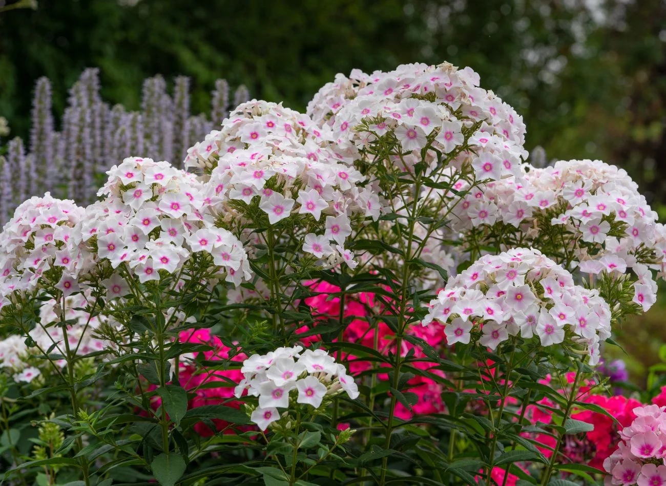 Mleczan wapnia dobrze sprawdza się również w pielęgnacji roślin ozdobnych, np. floksów.
