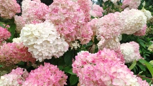 Tani domowy nawóz do hortensji. Stosuj w sierpniu, by kwitła jeszcze dłużej