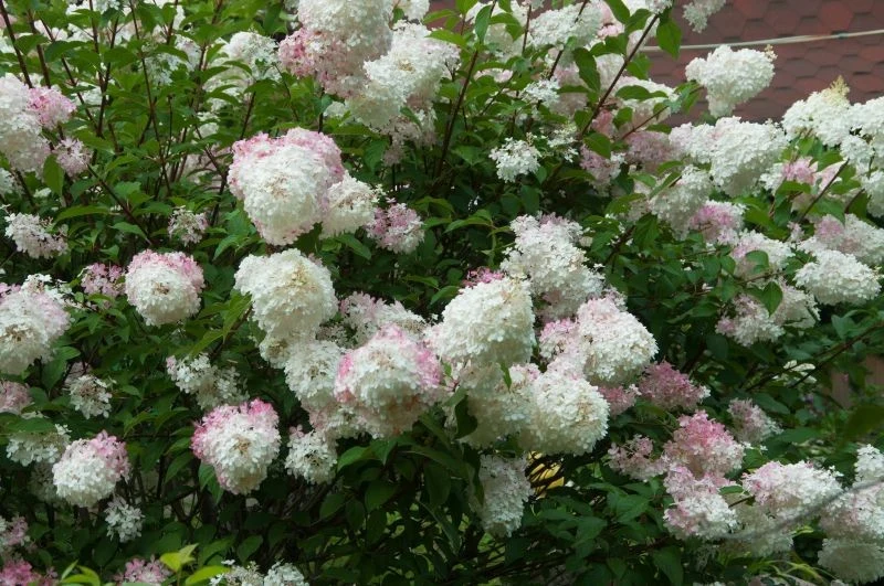 Tani domowy nawóz przedłuży kwitnienie hortensji