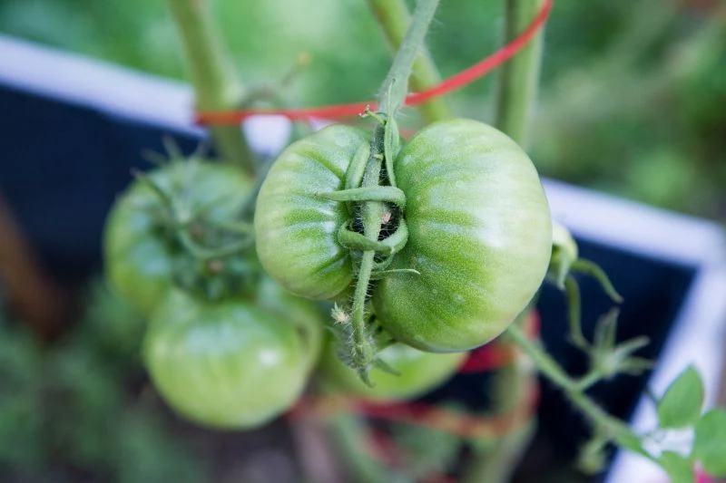 W domowej apteczce masz kilka produktów, które bardzo przydają się w uprawie pomidorów. Jak je wykorzystać?
