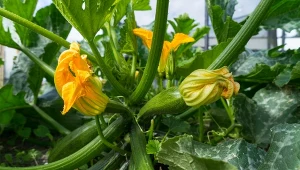 Pielęgnacja cukinii to nie tylko regularne podlewanie i nawożenie.