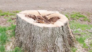 Jak pozbyć się pnia po ściętym drzewie? Mamy kilka metod do wyboru.