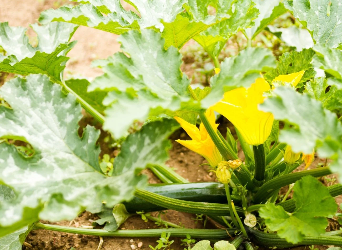 W jaki sposób przedłużyć owocowania cukinii? Jest kilka sprawdzonych metod.