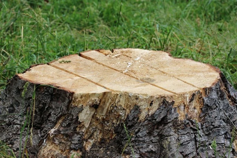 Aby przygotować pień drzewa do usunięcia, warto go głęboko ponacinać