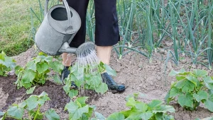 Dobrze nawodniona gleba jest ważna zwłaszcza w uprawie ogórków.