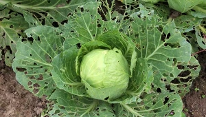 Aby ochronić ogród warzywny przed ślimakami, warto stosować naturalne bariery.