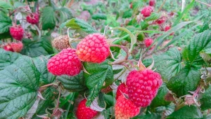 Letnie cięcie malin wpływa na wielkość plonu w przyszłym roku.