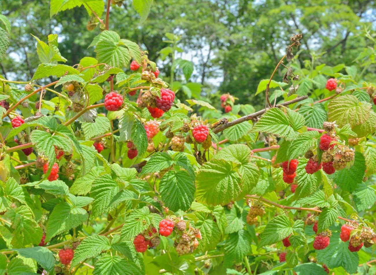 Maliny letnie powinno się przycinać zaraz po tym, jak zbierze się z nich owoce