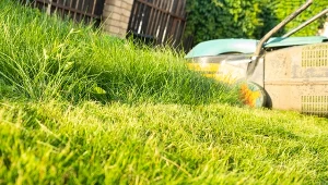 Fusy z kawy sprawią, że trawnik będzie gęsty i zielony, ale tylko wtedy, gdy będziemy stosować je z umiarem.