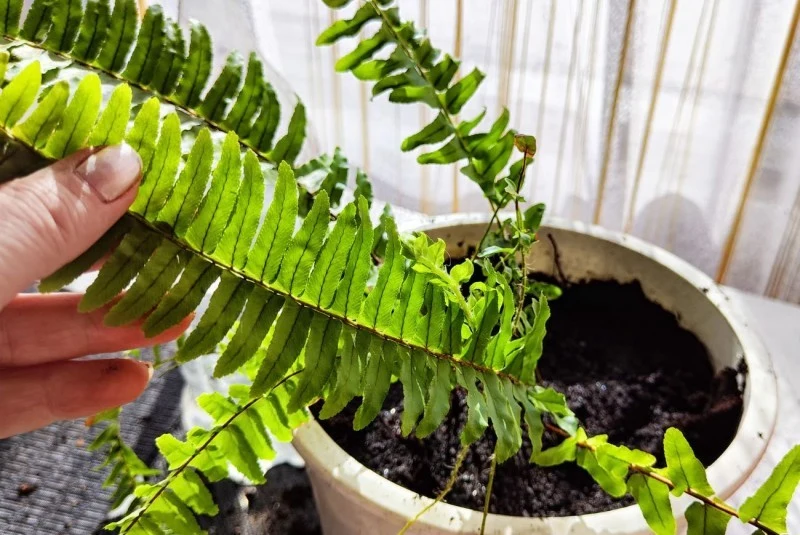 Zapewnienie paprotce warunków zbliżonych do naturalnych, skutkuje jej dobrym zdrowiem i soczyście zielonym kolorem liści.