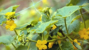 Mączniak atakuje ogórki? Warto wypróbować ten domowy oprysk. Ma on również działanie profilaktyczne.