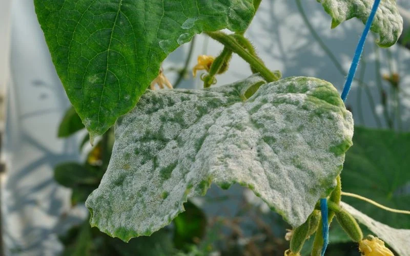Infekcja mączniakiem znacznie utrudnia fotosyntezę rośliny