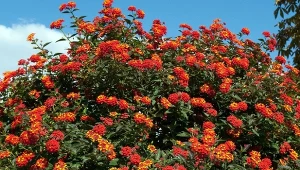 Jak rozmnożyć lantanę pospolitą? Prosty i darmowy sposób na nowe sadzonki