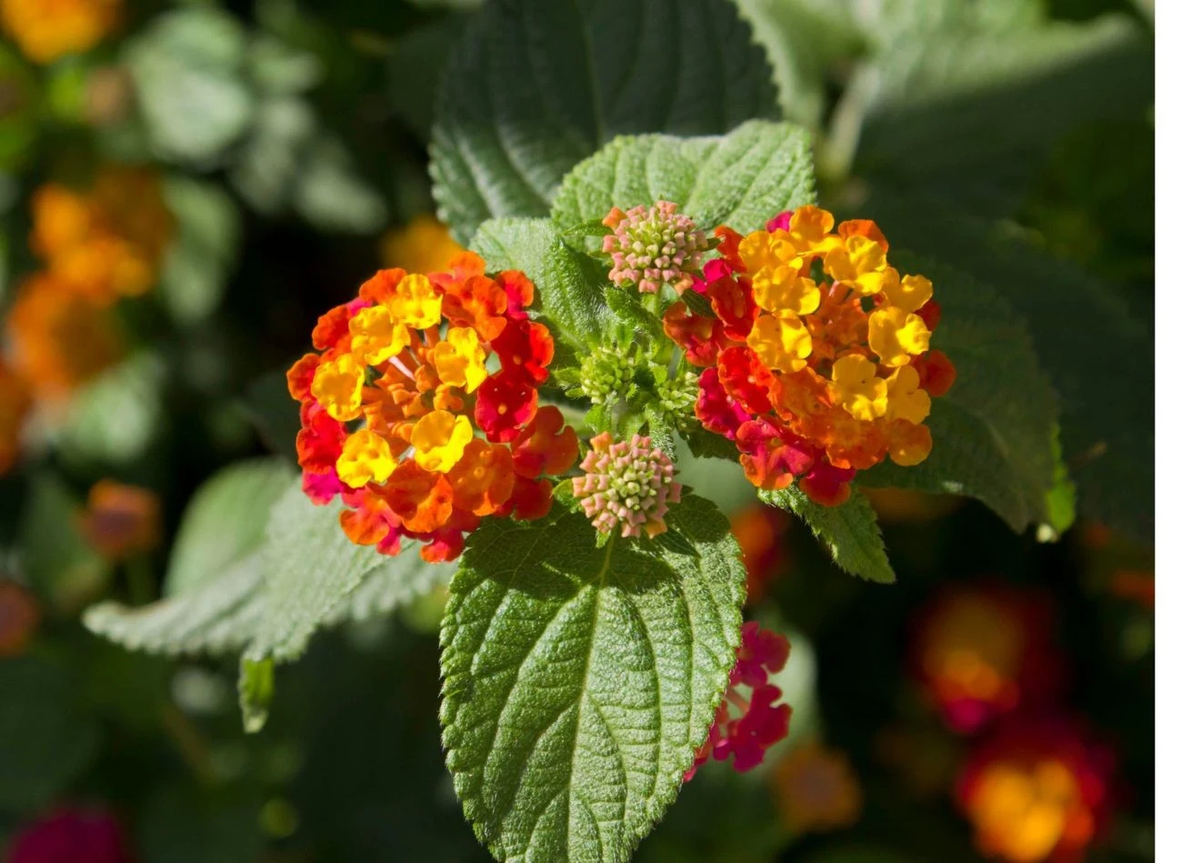 Na jednym kwiatostanie lantany pospolitej może występować kilka barw jednocześnie.