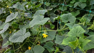 Liście buraka można wykorzystać jako nawóz na różne sposoby i wzmocnić warzywa, m.in. ogórki i pomidory.