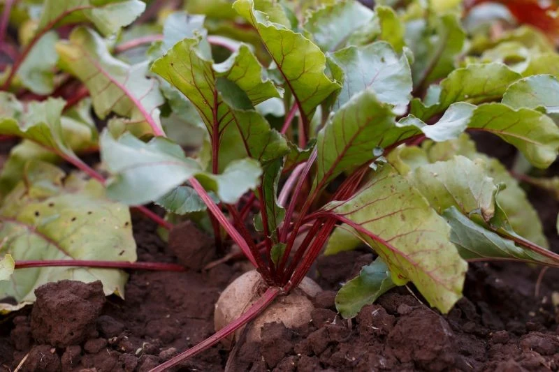 Liście buraka sprawdzają się jako zielony nawóz do pomidorów, wystarczy rozłożyć je bezpośrednio na powierzchni grządki.