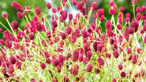 Przyciąga wzrok z daleka, a jego liście są jadalne. Jak uprawiać krwiściąg lekarski w ogrodzie?