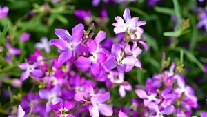 Wieczorami maciejka wypełnia letni ogród słodkim zapachem.