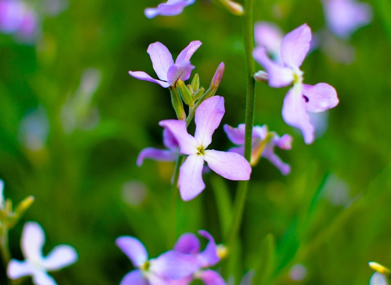 Kwiaty maciejki w pełni otwierają się dopiero wieczorem, wabiąc nocnych zapylaczy słodkim zapachem