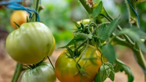 Z drożdży i pszenicy można przygotować nawóz na silne pędy i lepsze owocowanie.