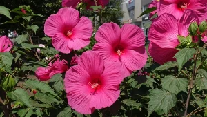 Podsyp hibiskusa bagiennego na początku sierpnia. Będzie bujnie kwitł aż do przymrozków