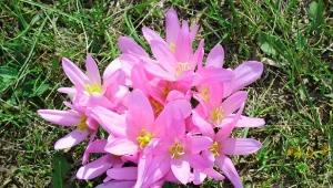 Zimowit jesienny wyglądem może przypominać krokusa za prawą delikatnych kielichów, wystających z murawy.