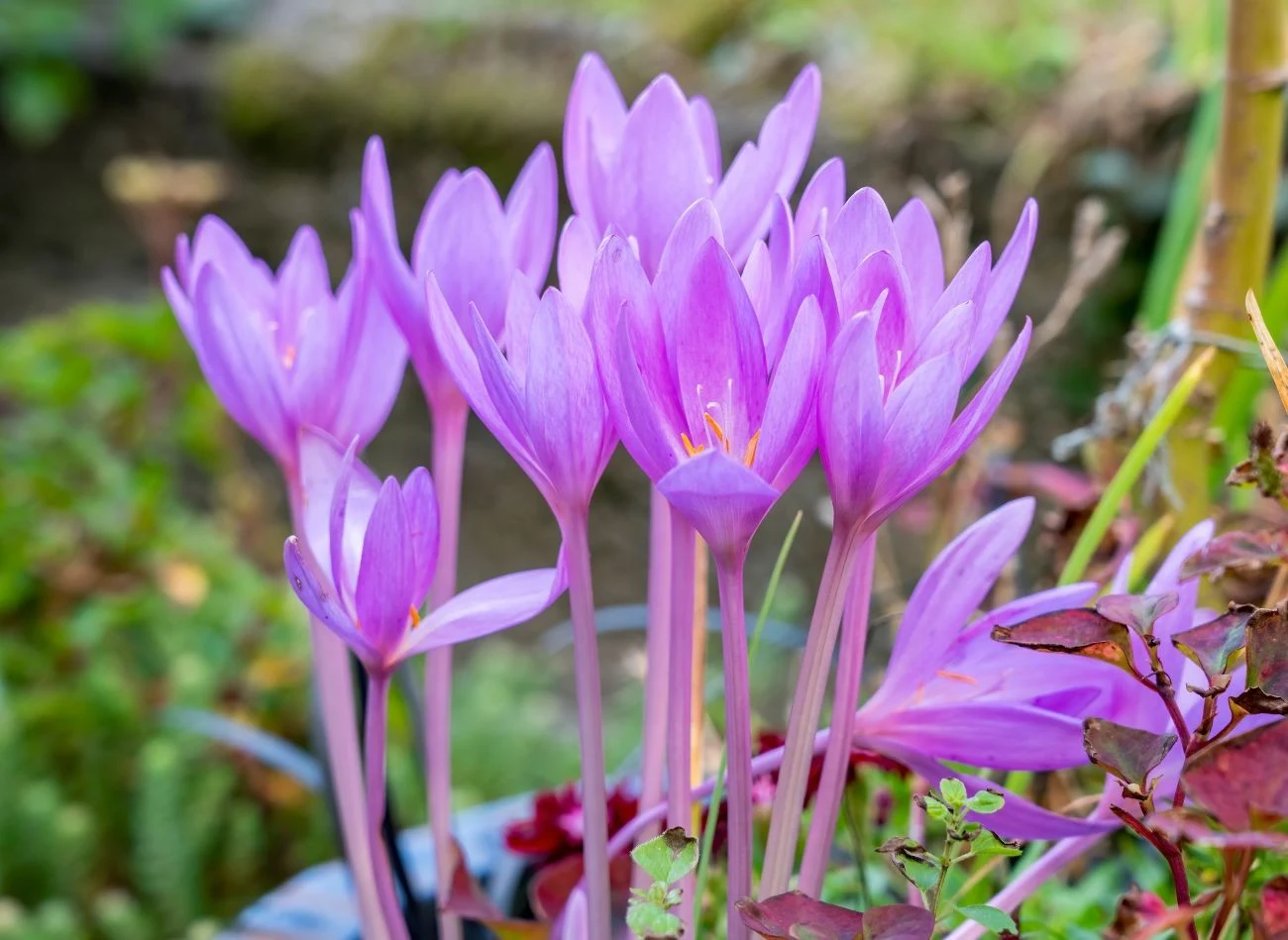 Zimowit jesienny – w przeciwieństwie do krokusów – wypuszcza liście dopiero na wiosnę, po przekwitnięciu kwiatów