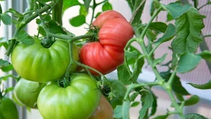 Jak rozpoznać pierwsze objawy zarazy ziemniaczanej na pomidorach?