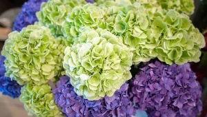 Suszenie hortensji na bukiety zaczyna się w ogrodzie. Jak to zrobić?