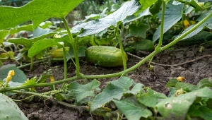 Fuzarioza ogórka jest chorobą odglebową. Jak chronić roślinę przed wyniszczeniem?