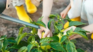 Nawożenie papryki latem. 6 naturalnych nawozów