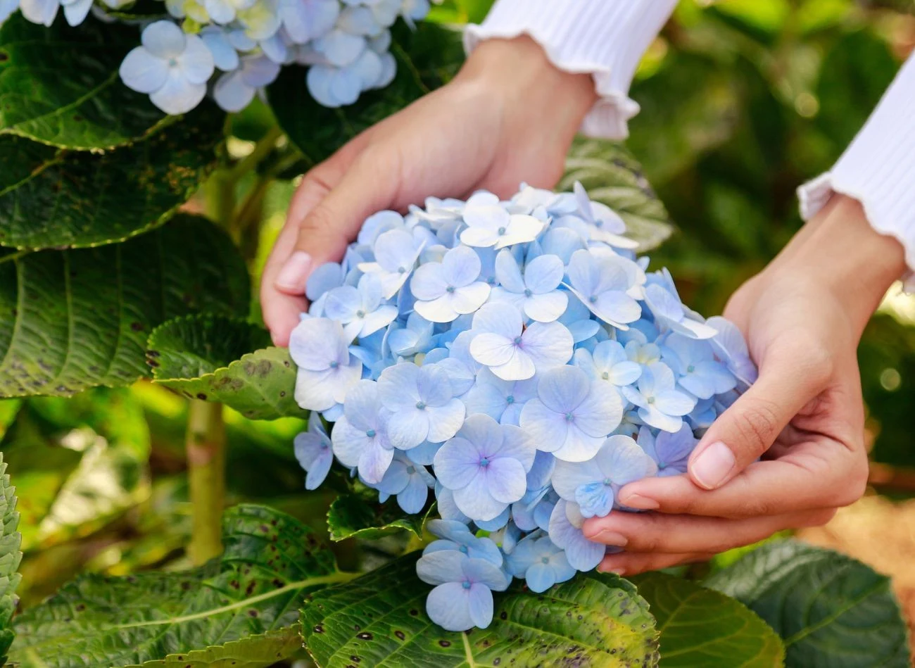 Hortensja do suszenia powinna być odpowiednio przygotowana.