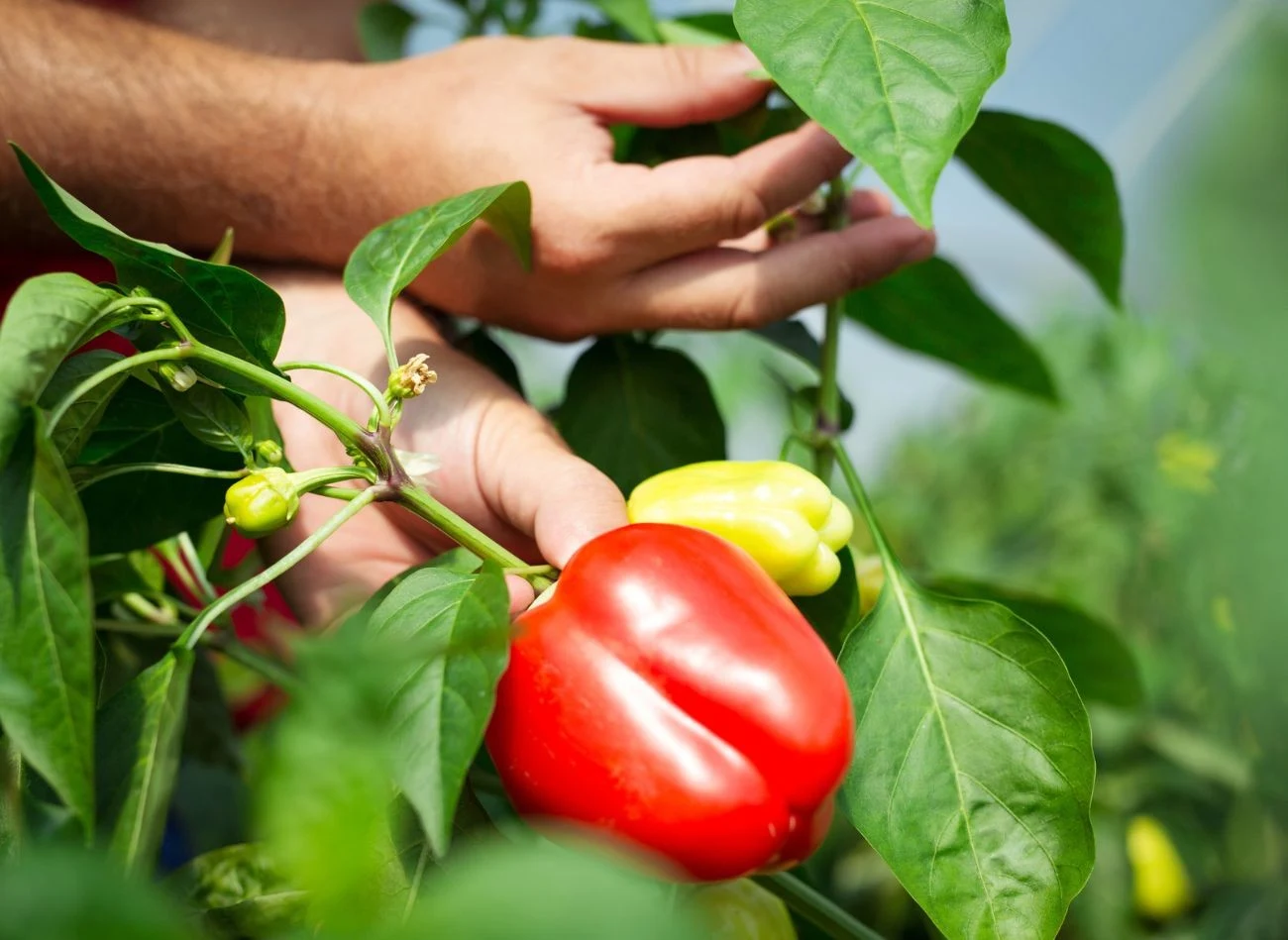 Dlatego podczas podlewania powinniśmy unikać zwilżania liści.