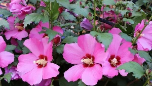 Domowa odżywka sprawi, że hibiskus ogrodowy będzie kwitł piękniej niż kiedykolwiek wcześniej.