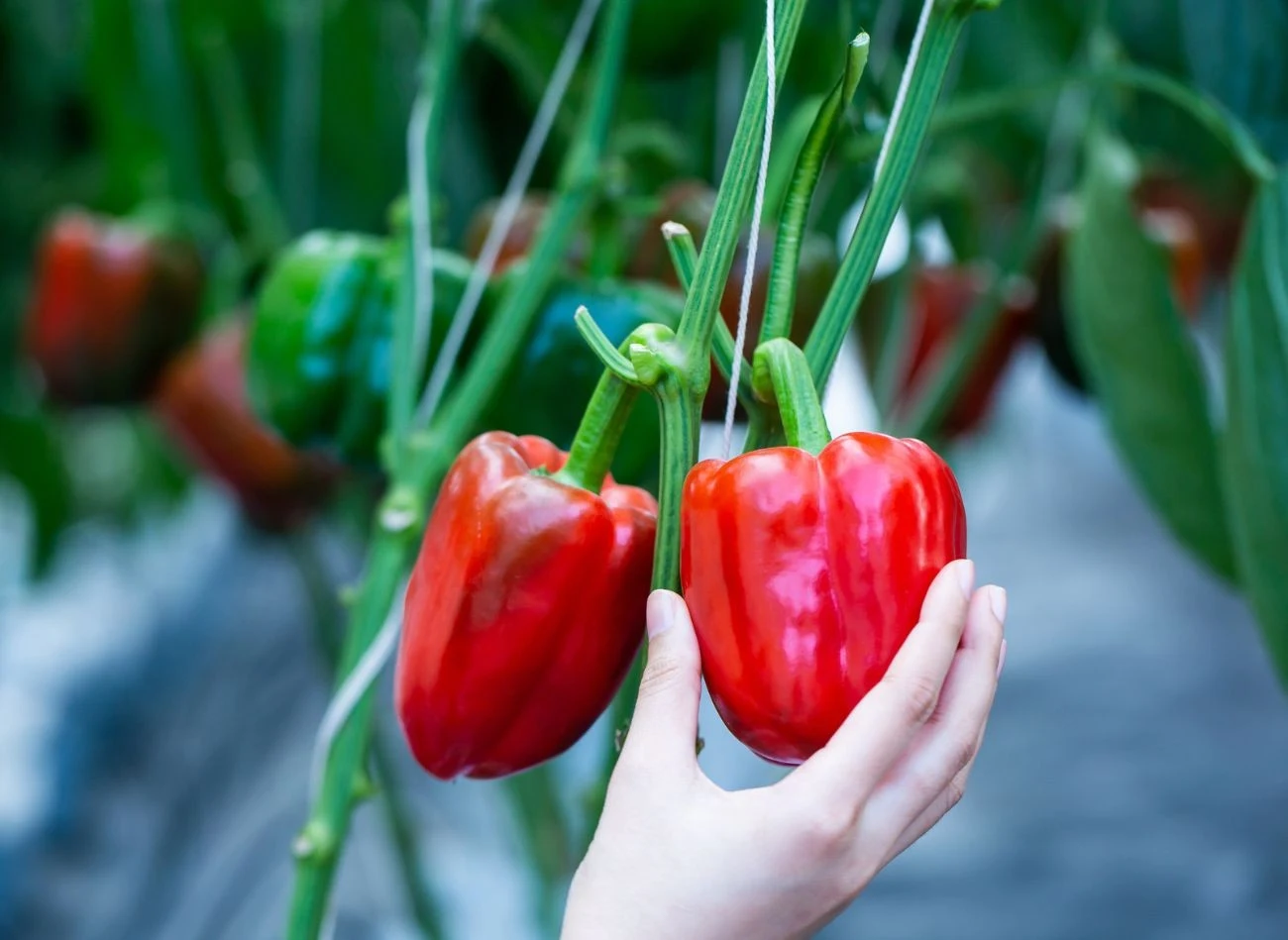 Papryka w okresie owocowania potrzebuje odpowiedniego wsparcia, by wydać zdrowe, soczyste owoce.