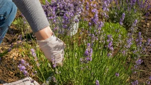 Jak przycinać lawendę latem, by zakwitła ponownie?