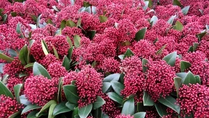 Ciemnoczerwone pąki kwiatowe odmiany 'Rubella' pojawiają się jesienią i utrzymują przez całą wiosnę.