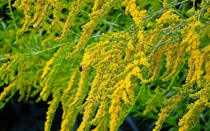 Nawłoć każdego sezonu wytwarza dziesiątki tysięcy lekkich nasion