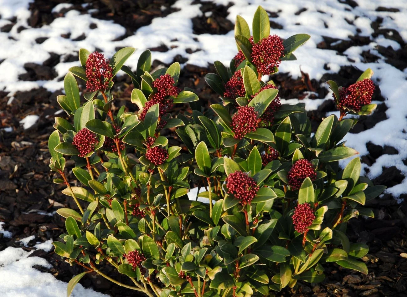 Młode egzemplarze skimii japońskiej wymagają ochrony przed mrozem