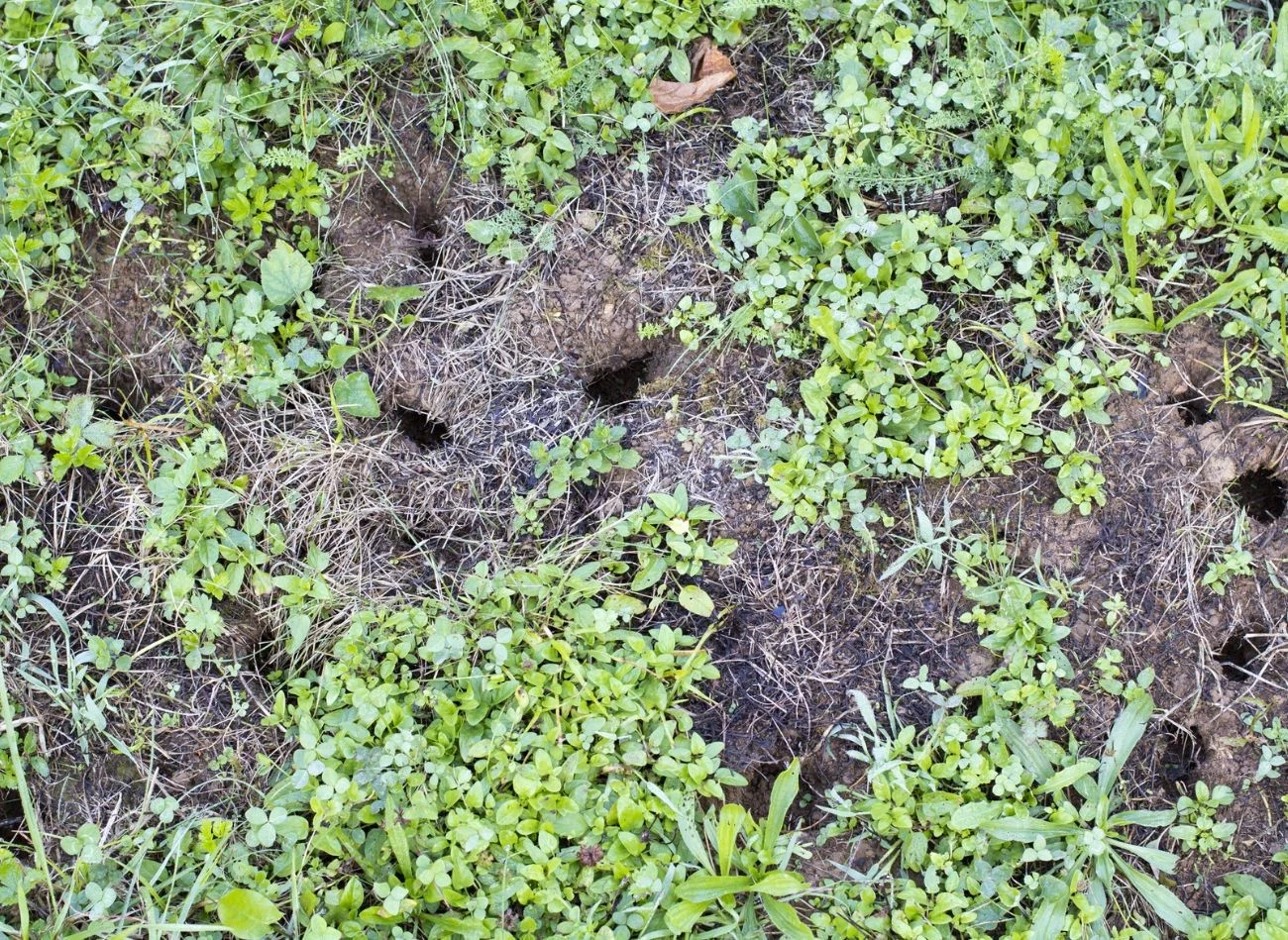 Aby szybko pozbyć się nornic z ogrodu, możesz podsypywać cynamon do ich nor