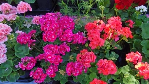 Jak pielęgnować pelargonie, alby kwitły nieprzerwanie przez całe lato?