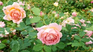 Kwiaty róży więdną m.in. dlatego, że roślina jest osłabiona z powodu braku składników odżywczych.