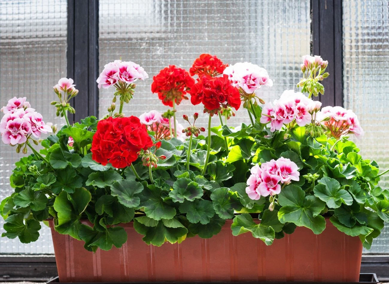 Odżywka z piwa bezalkoholowego jest wartościowym uzupełnieniem nawożenia pelargonii